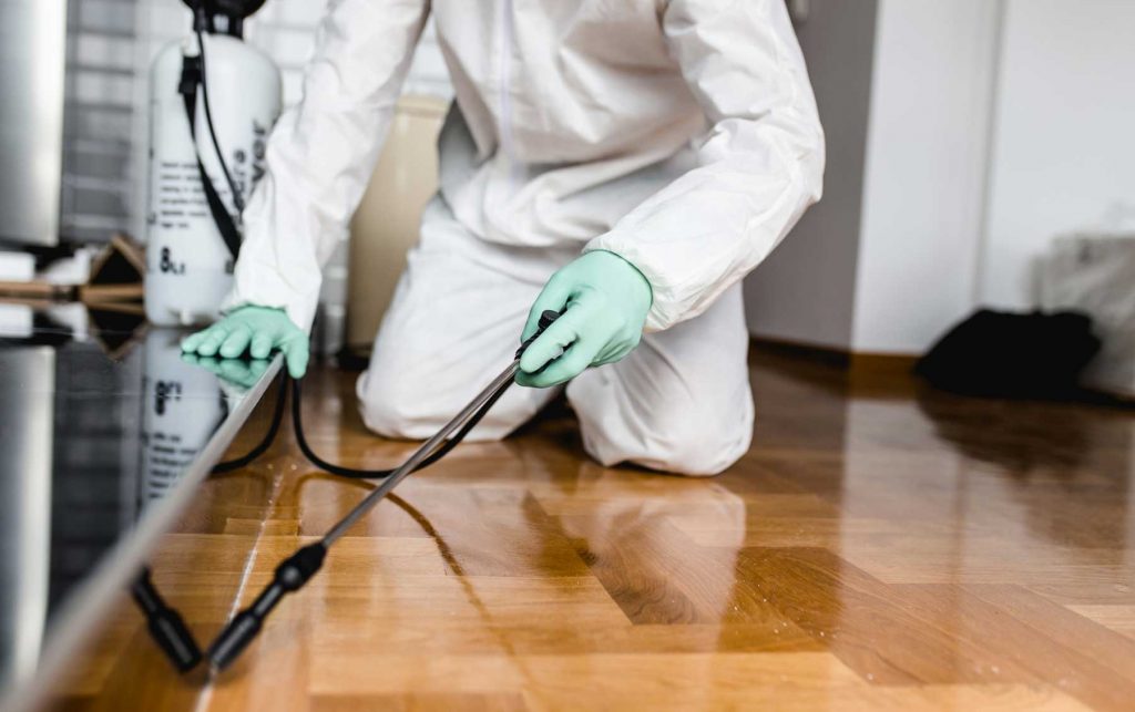 A Pest Control In Time Saves Nine!