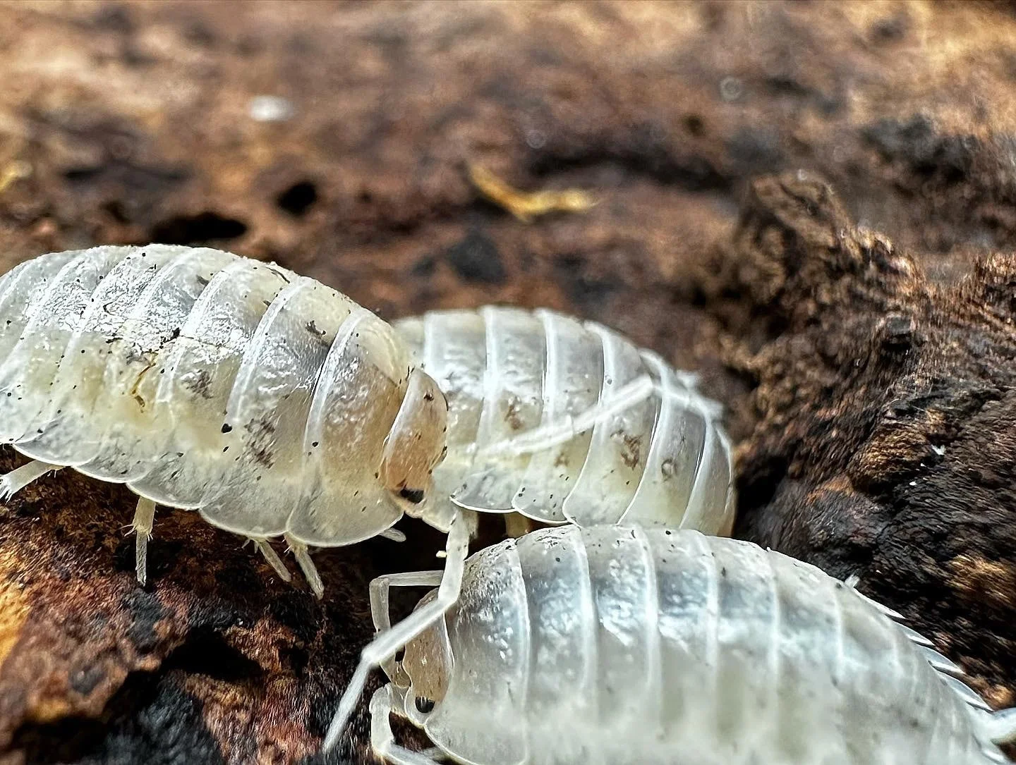 powder orange isopods