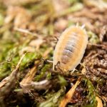 white isopods