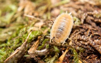 white isopods