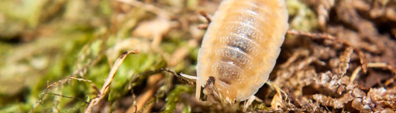 white isopods