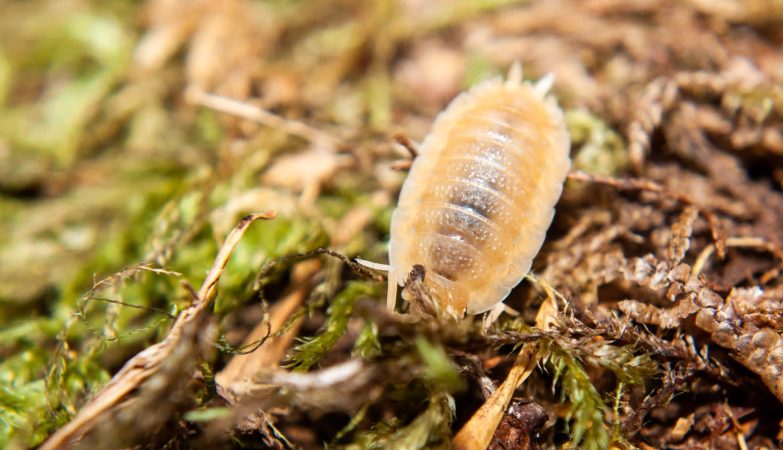 white isopods