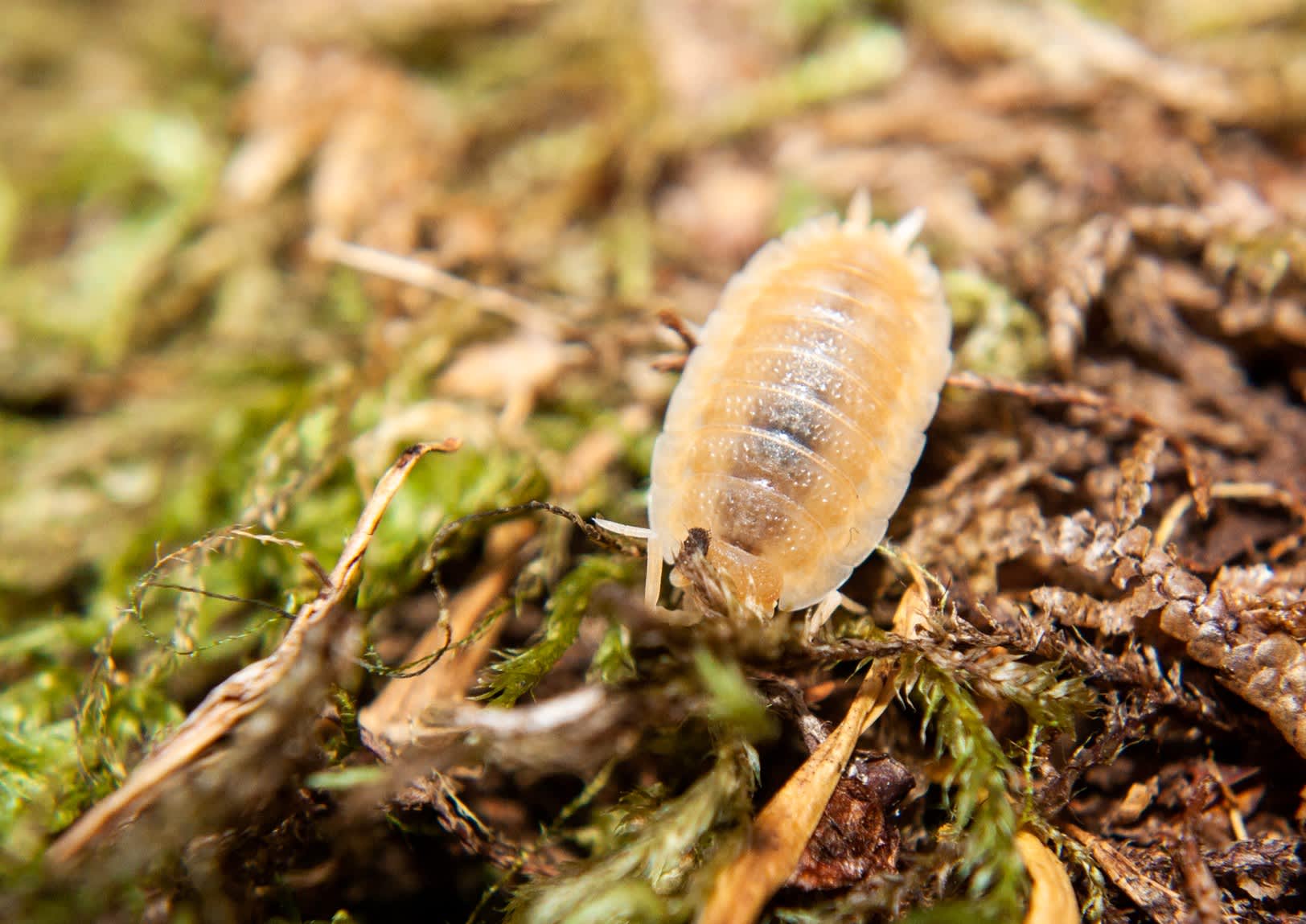white isopods